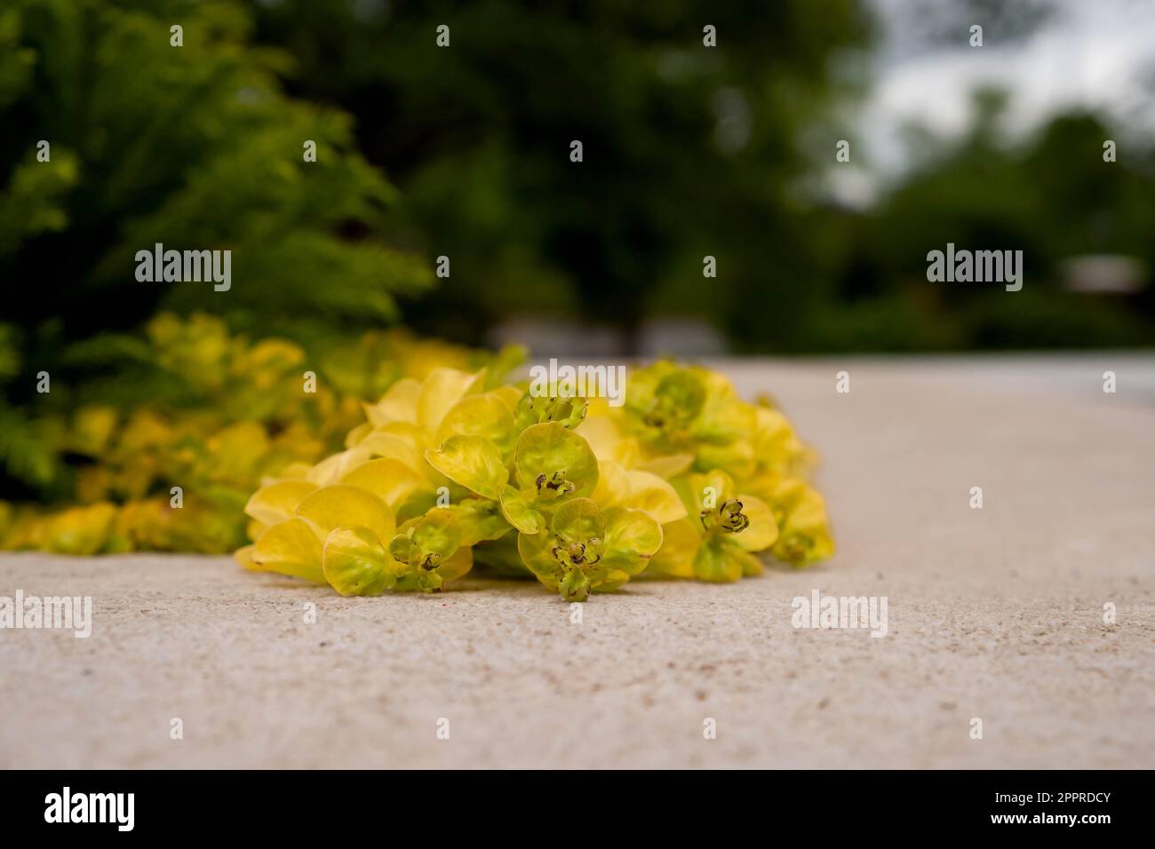 Yellow laying on warm pavement Stock Photo