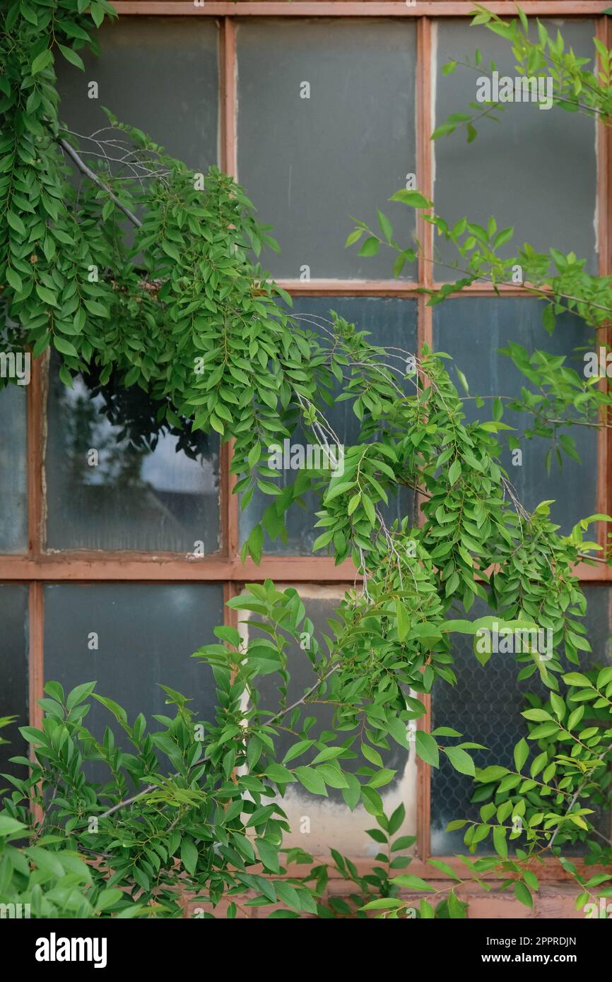 Rusted industrial window panes with vining plants partially covering view Stock Photo