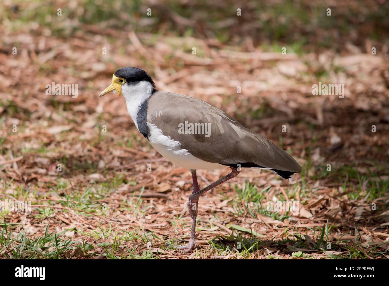 The Masked Lapwing is mainly white below, with brown wings and back and a black crown. Birds have large yellow wattles covering the face, Stock Photo