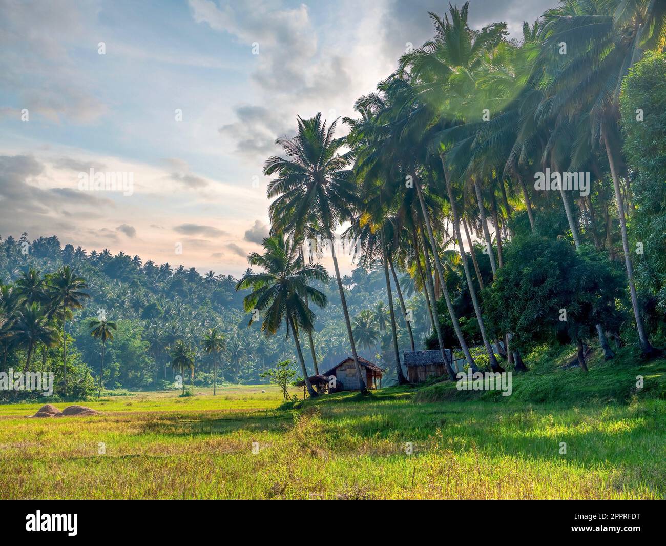 A traditional thatched house and outbuilding on the edge of a rice paddy, surrounded by coconut palm trees. In Oriental Mindoro Province, Philippines. Stock Photo