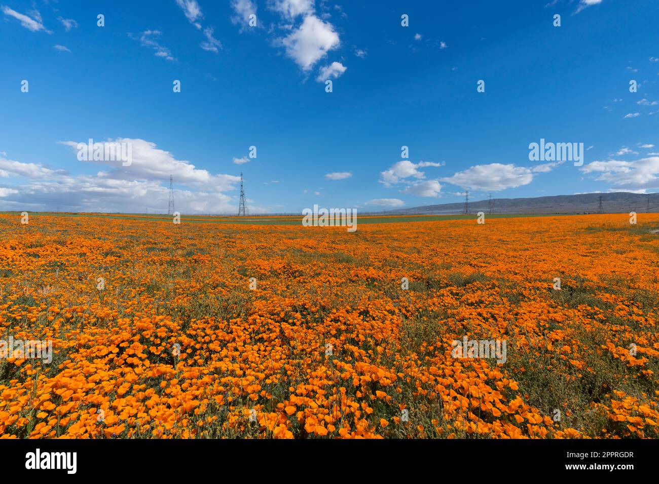 Poppy wildflower super bloom near Lancaster in Southern California