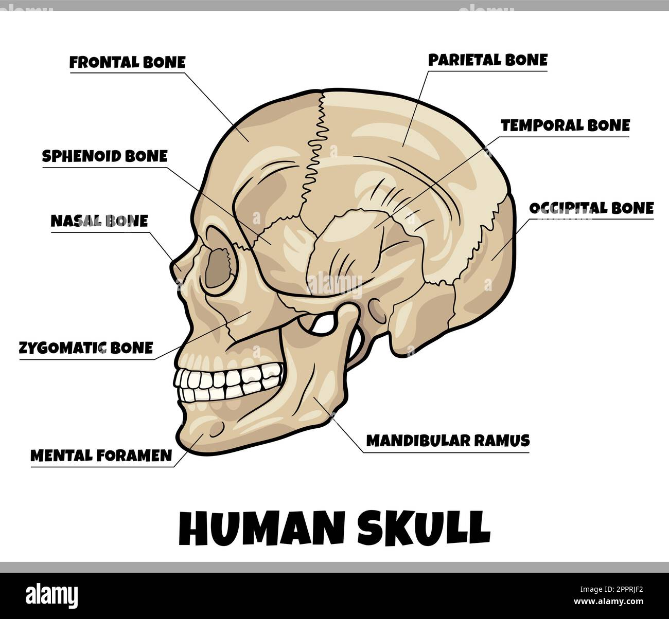 Mandibula Diagram