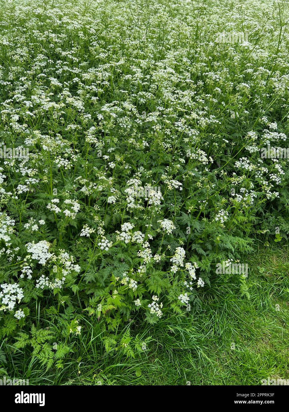 Beautiful hemlock plants with white flower outdoors Stock Photo Alamy