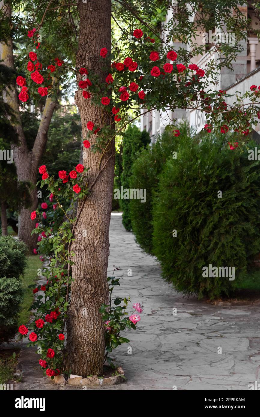 Climbing rose tree hi-res stock photography and images - Alamy