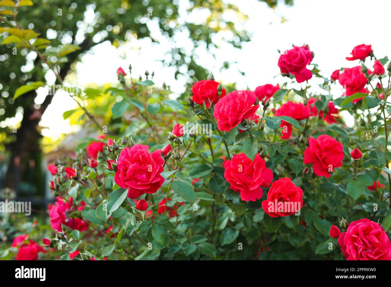 Beautiful blooming red rose bush in garden Stock Photo