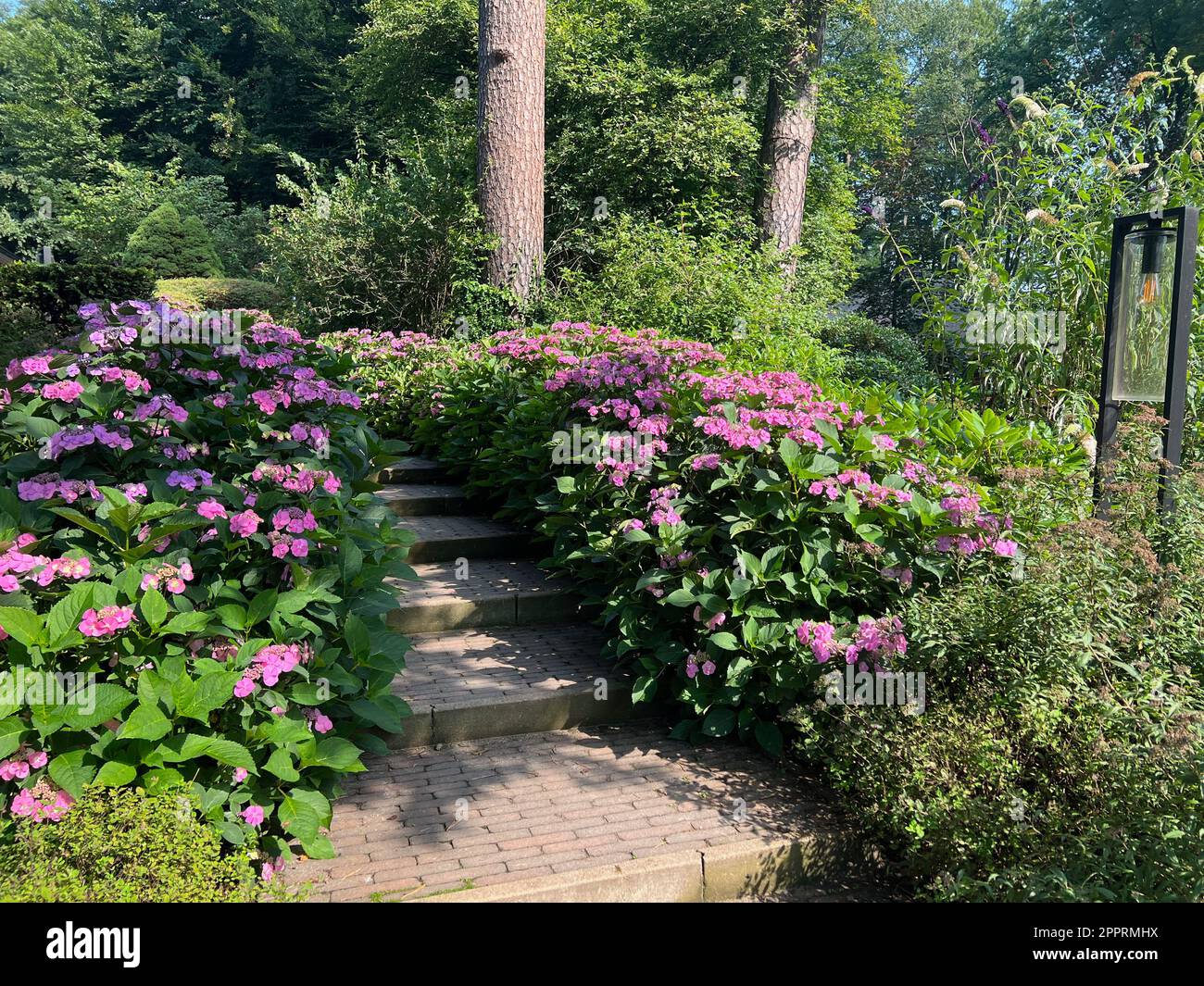 Pathway among beautiful hydrangea plants with violet flowers outdoors ...