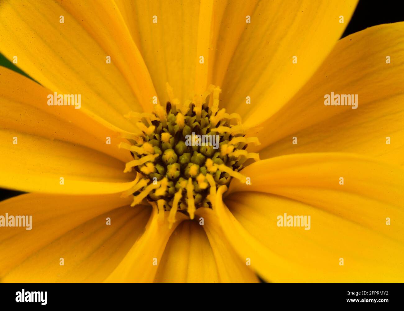 Close up image of a Bidens Golden Empire yellow flower. Stock Photo