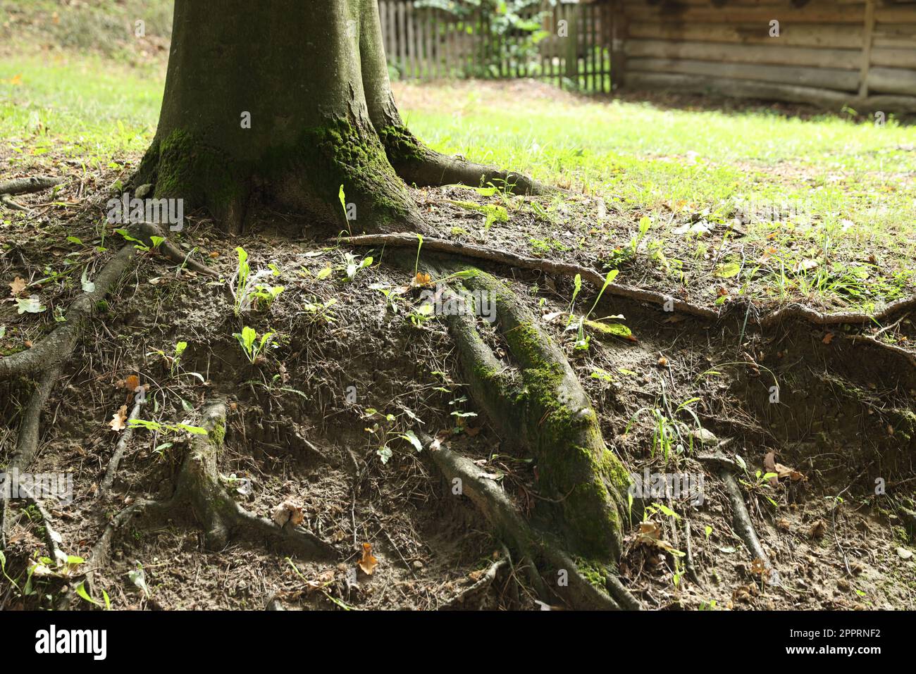 Tree roots visible through ground in forest Stock Photo - Alamy