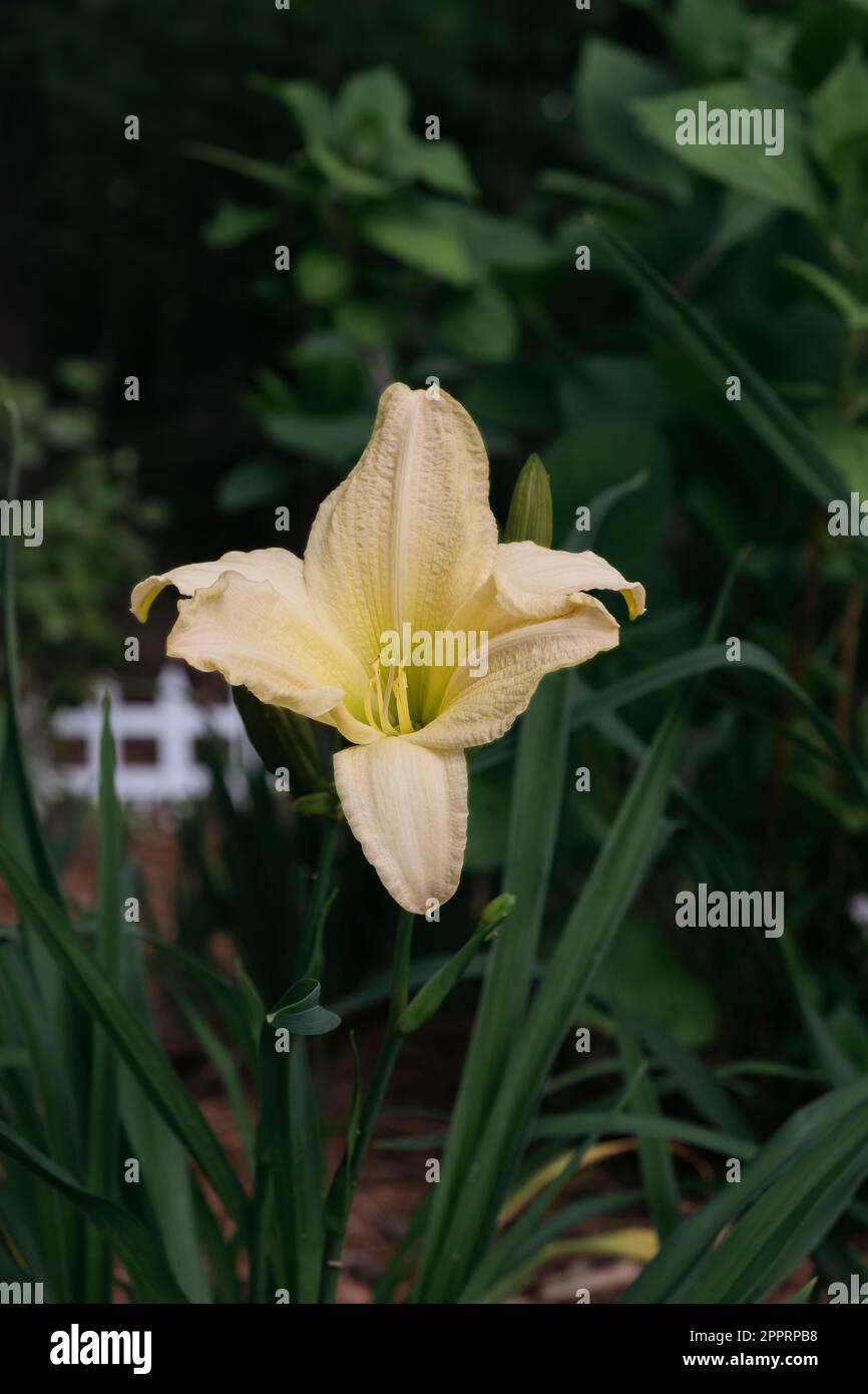 Hemerocallis lilioasphodelus is a yellow daylily blooming flower in a home garden in Alabama, USA. Stock Photo