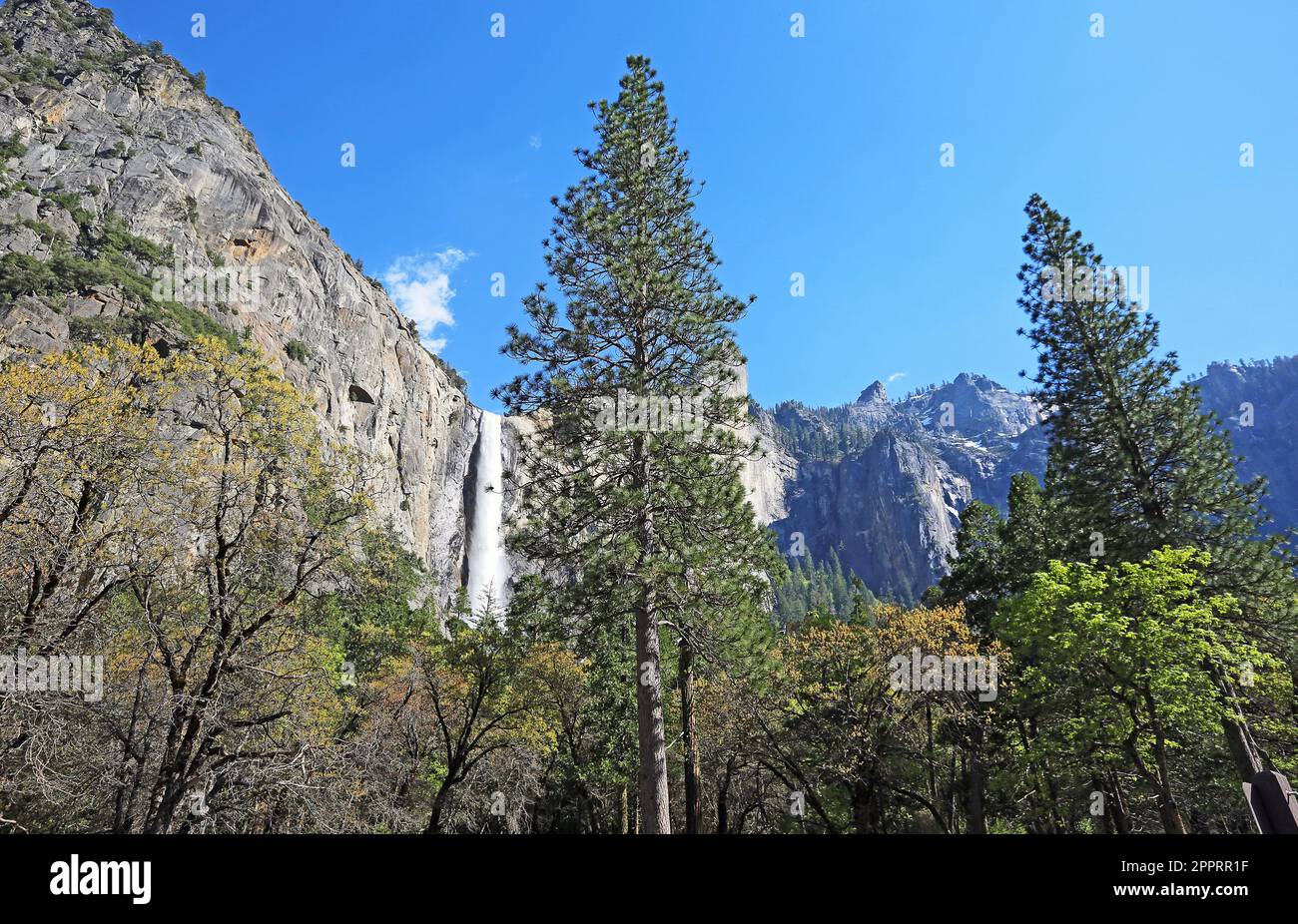 Two pine trees and waterfall - Yosemite National Park, California Stock Photo