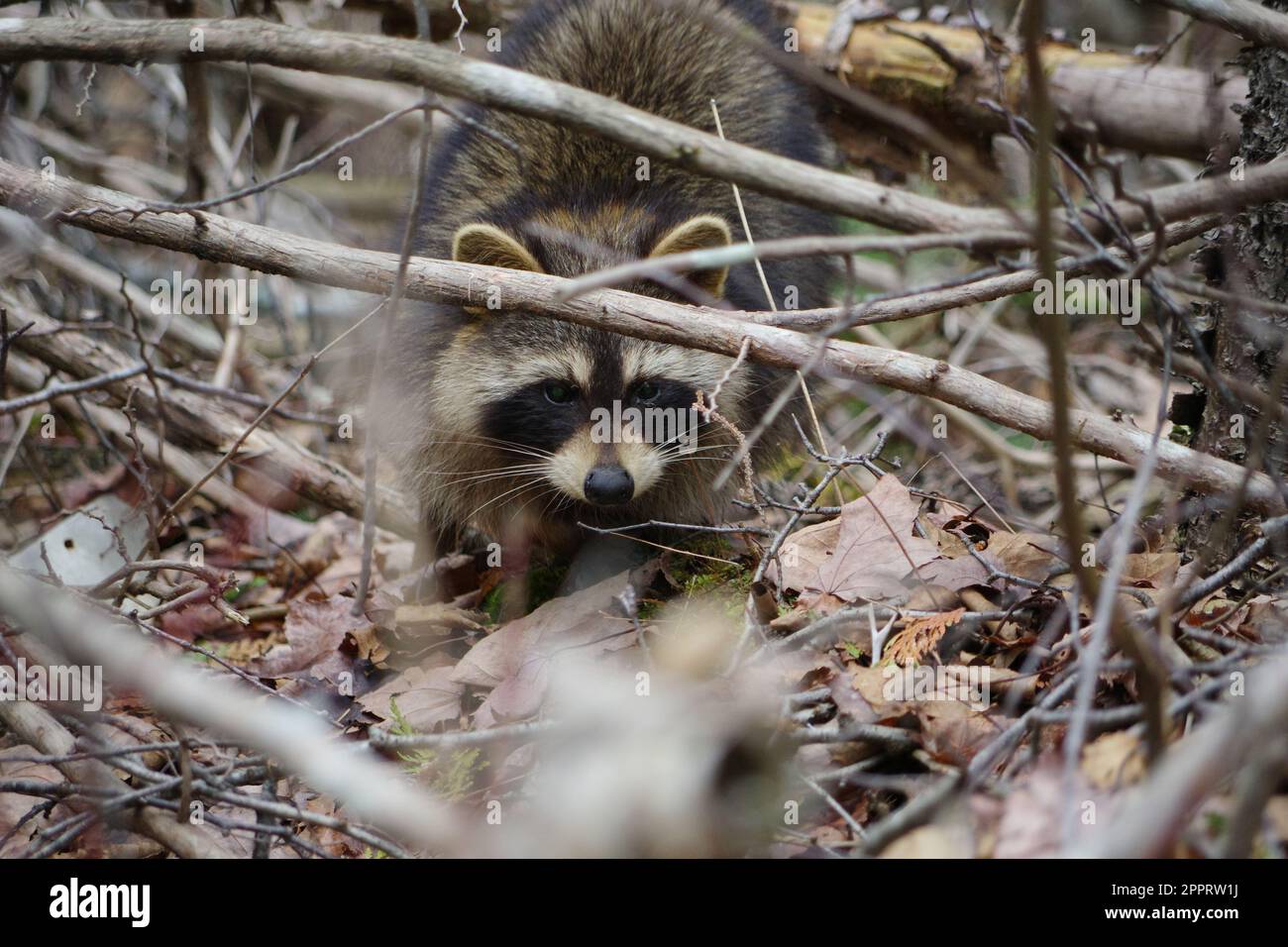 Raccoon in nature Stock Photo