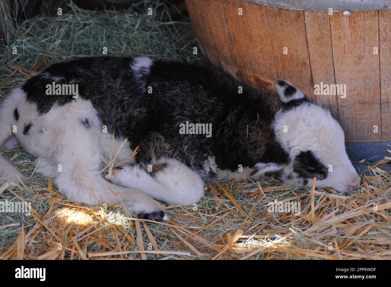 Closeup portrait of a black and white baby sheep sleeping Stock Photo