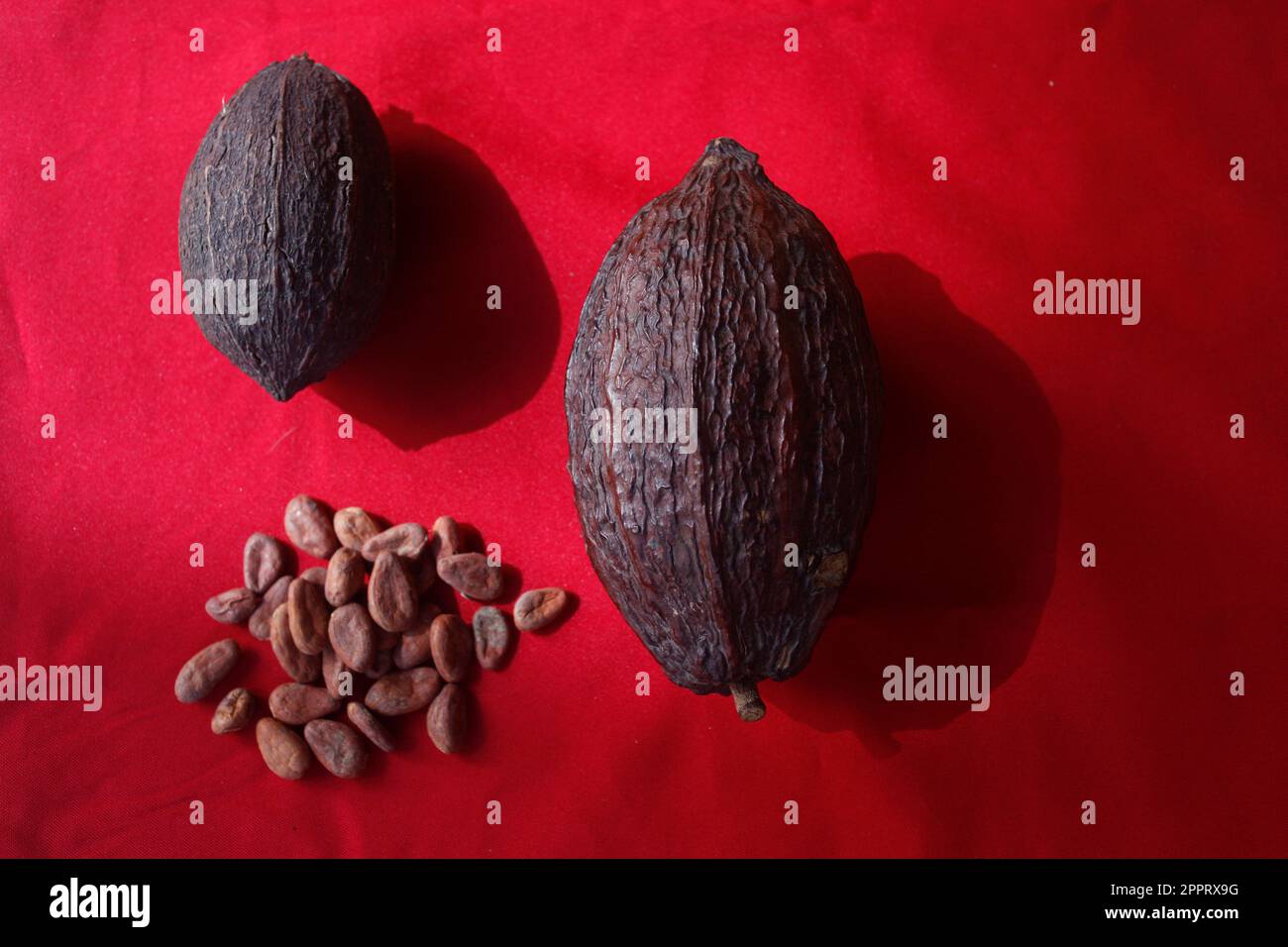 Cocoa fruits and cocoa seeds in El Castillo del Chocolate, Peña de
