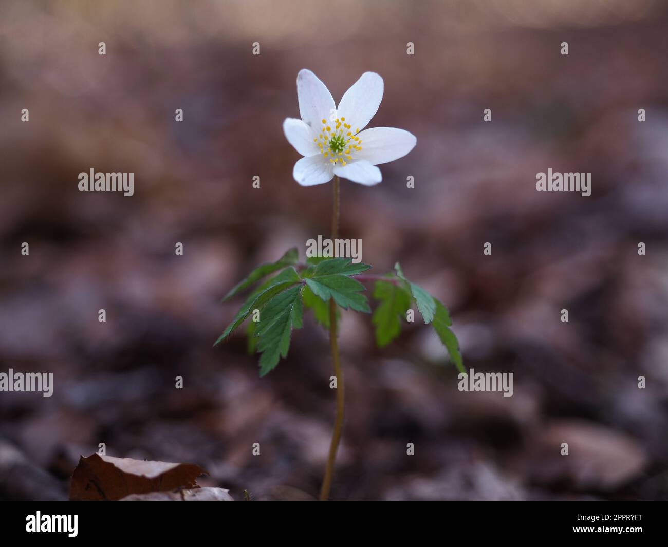 Anemonoides nemorosa (wood anemone Stock Photo - Alamy