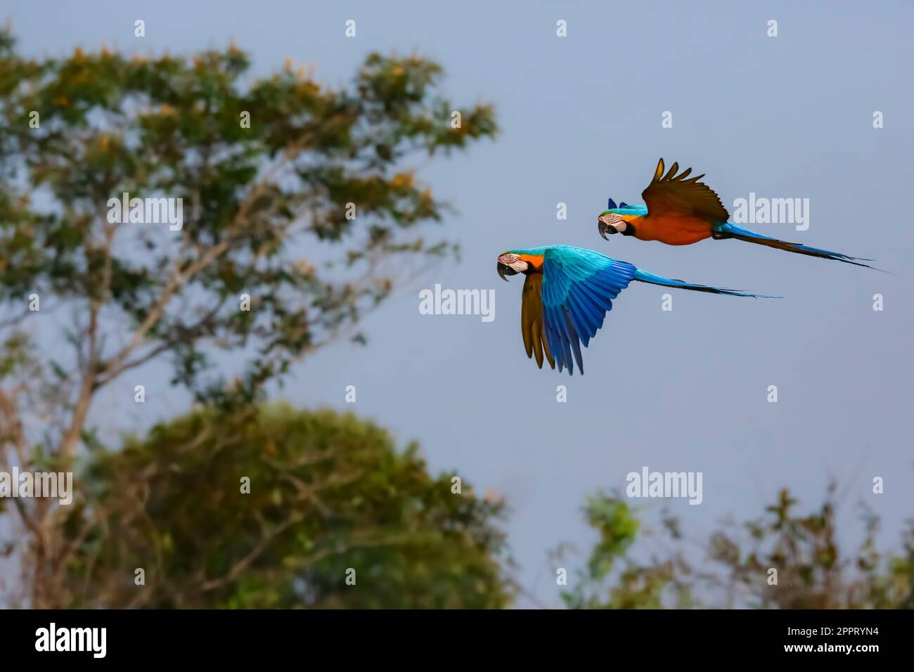 Two beautiful Blueandyellow macaws in flight to the left against blue