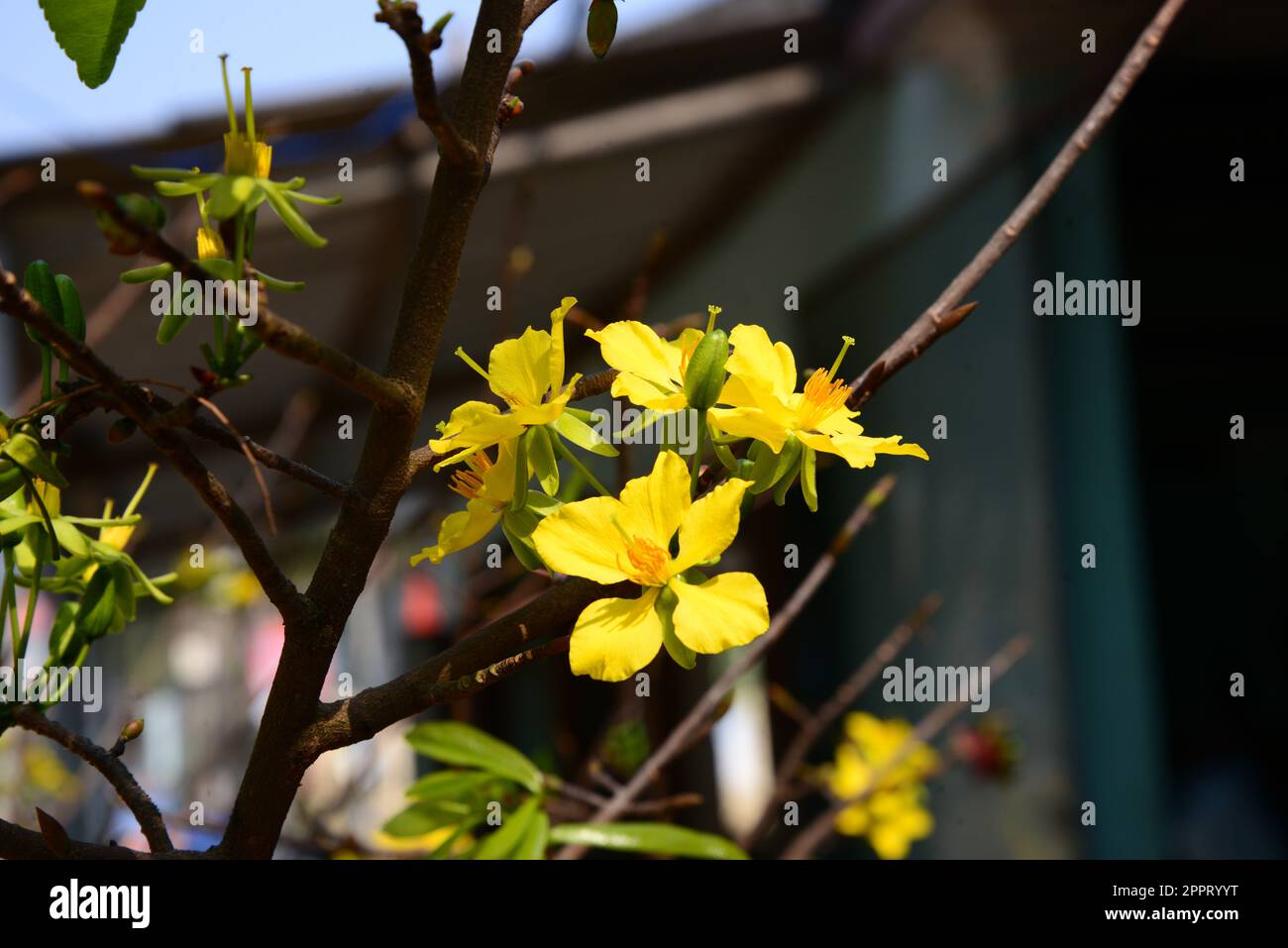 Vietnam Ochna integerrima Flower, Hoa mai vang in lunar new year Stock