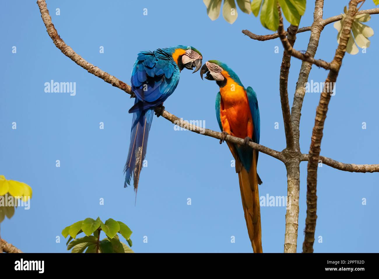 Two beautiful Blue-and-yellow macaws close together perching on a branch of a tree against blue sky, facing each other, head on head, Amazonia, San Jo Stock Photo