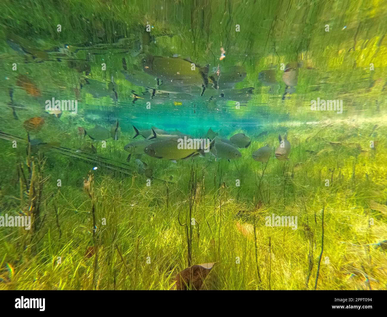 Underwater shot in a crystal clear rainforest spring with tropical fishes, green and blue mirror reflections of sunlight, Amazon rainforest, San Jose Stock Photo