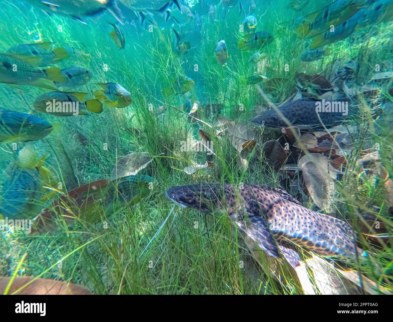 Underwater shot in a crystal clear rainforest spring with tropical fishes, big cat fishes in foreground, Amazon rainforest, San Jose do Rio Claro, Mat Stock Photo