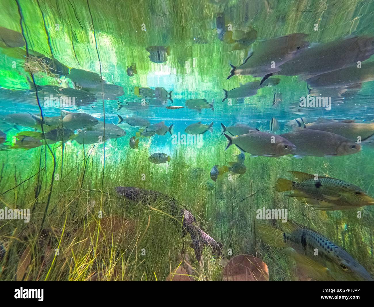 Underwater shot in a crystal clear rainforest spring with tropical fishes, mirror reflections of sunlight, Amazon rainforest, San Jose do Rio Claro, M Stock Photo