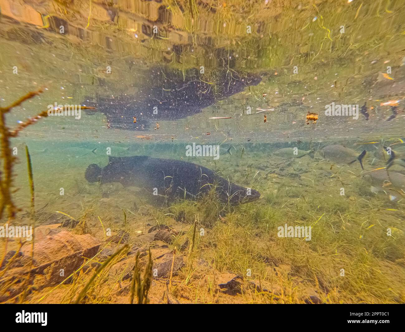 Big tropical fish swimming in a clear river with mirror reflection on the water surface, Amazon rainforest, San Jose do Rio Claro, Mato Grosso, Brazil Stock Photo