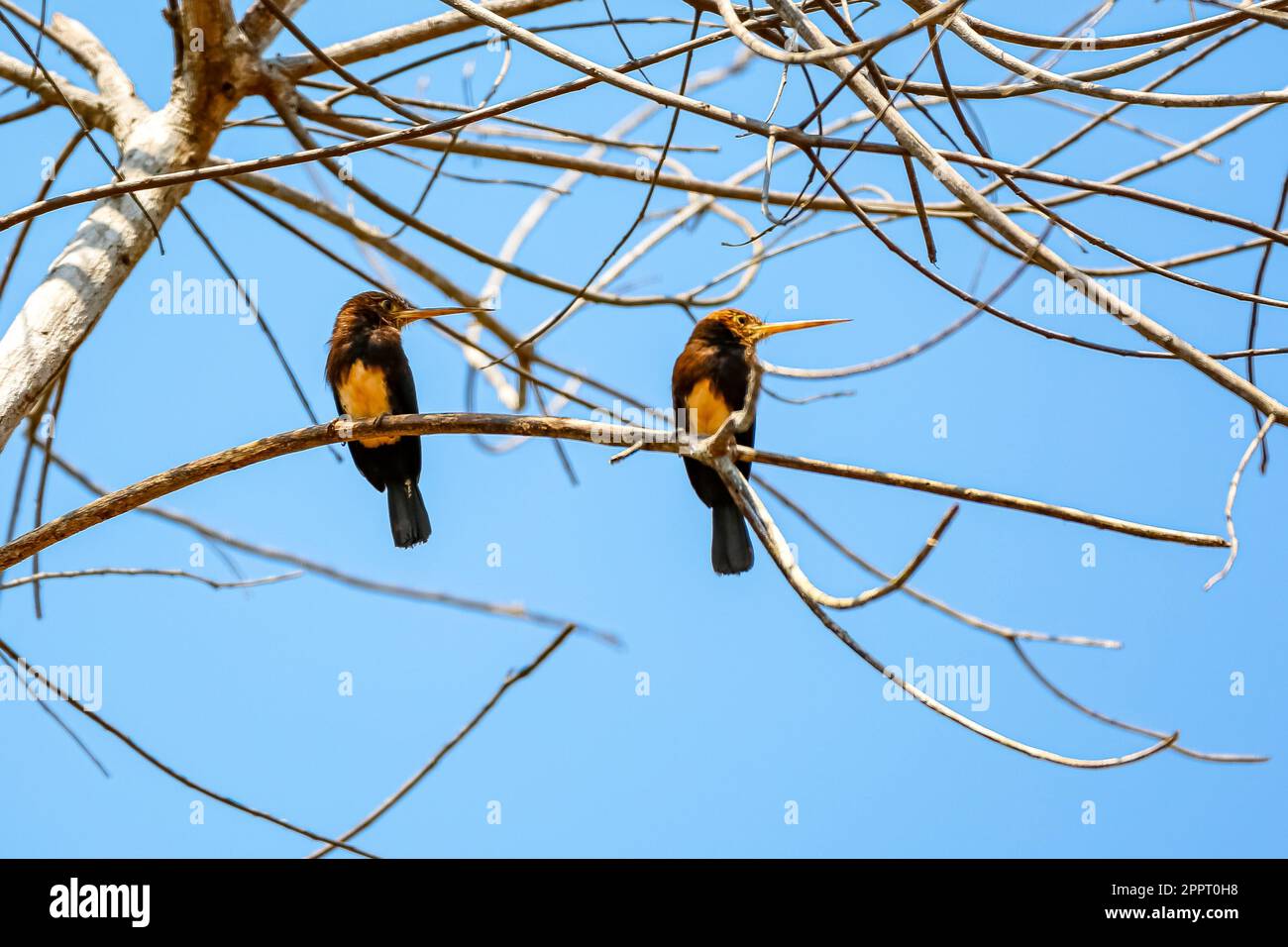 Two Brown jacamar perching on a leaveless tree branch against blue sky, Amazonian rainforest, Mato Grosso, Brazil Stock Photo