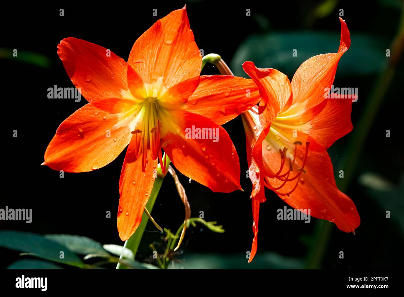 Two beautiful translucent orange flowers against dark background