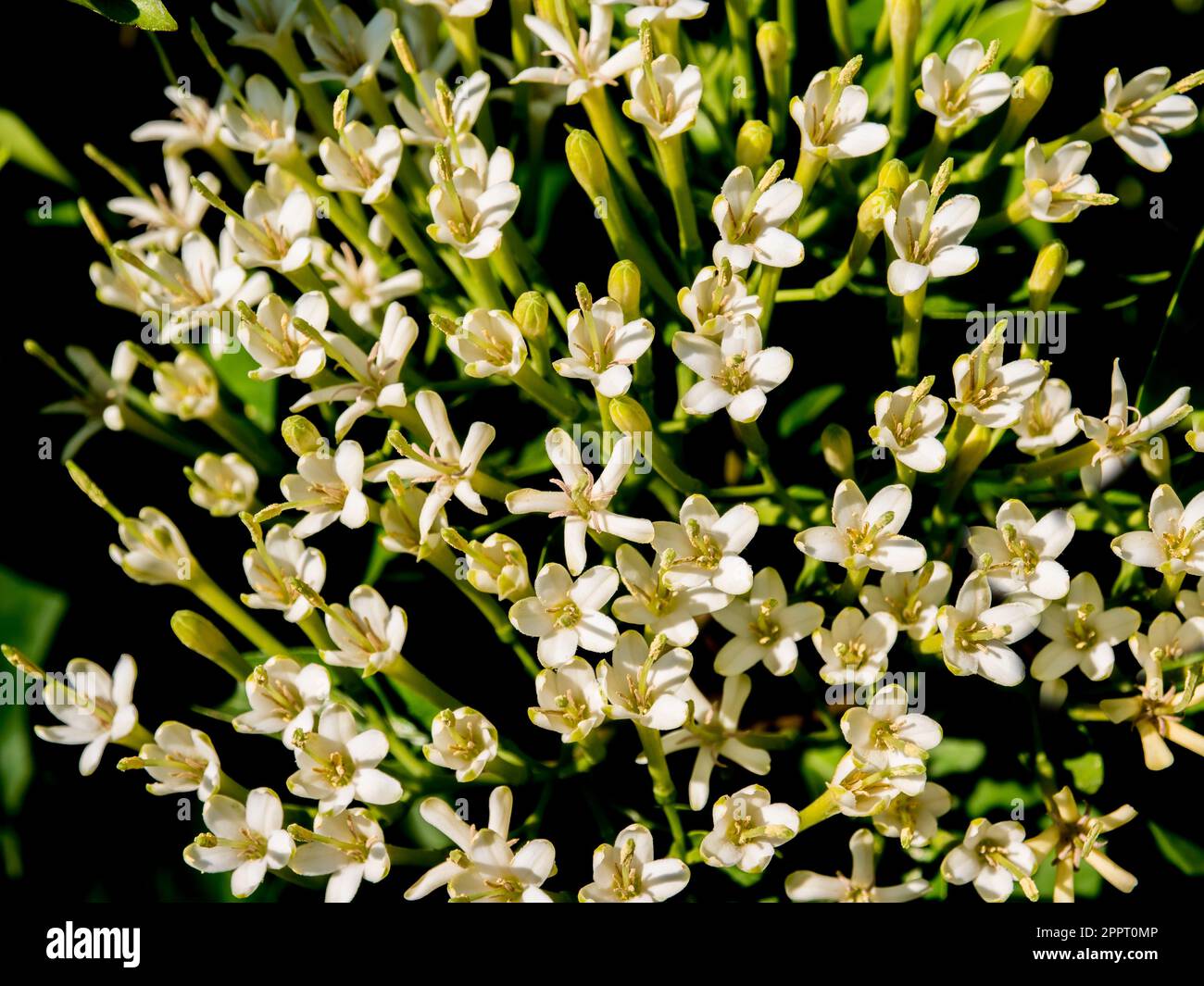 close up of Tarenna wallichii flower Stock Photo