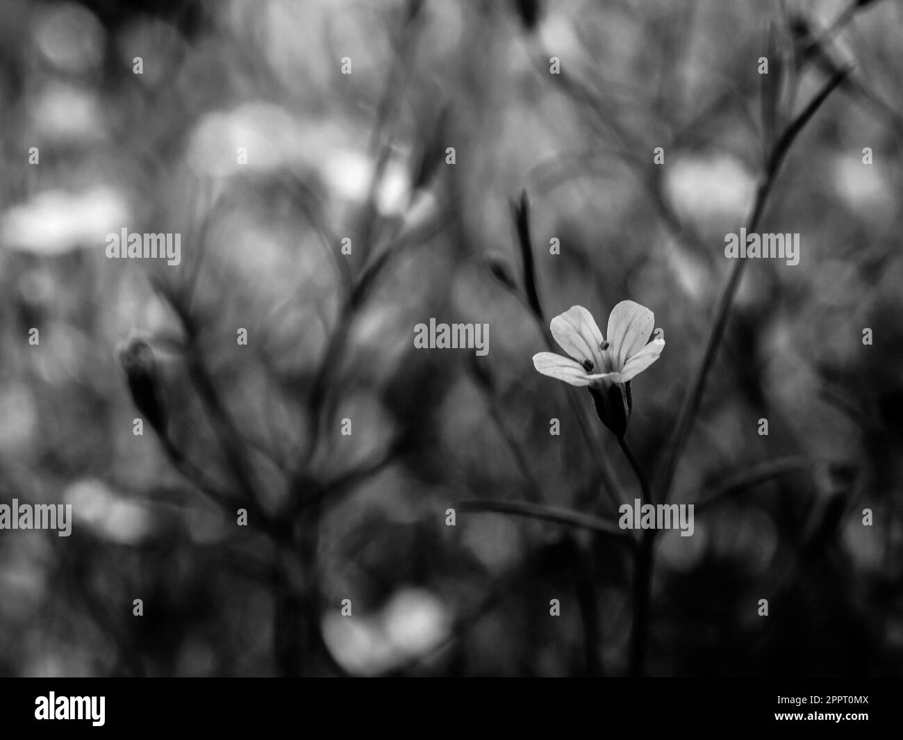 Closeup gypsophila flower. black and white Stock Photo Alamy