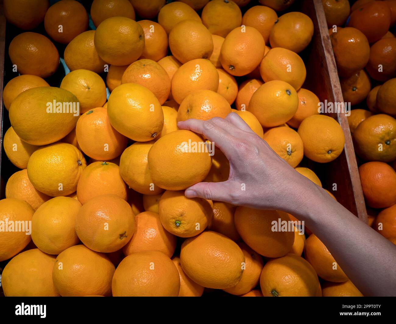 A female hand takes a sunkist orange in the fruit and vegetable aisle in the supermarket Stock