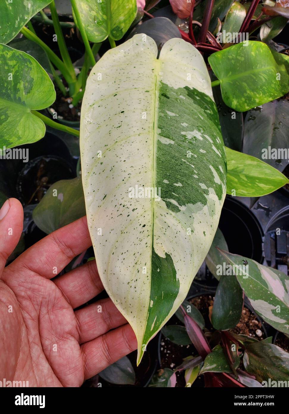 Philodendron imbe hi-res stock photography and images - Alamy