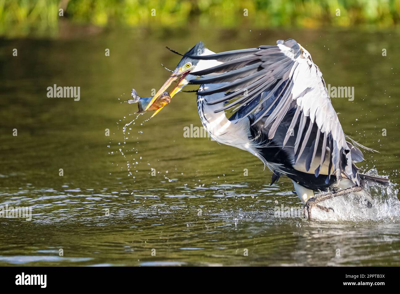 Cocoi heron catching a Pirhana in flight over a river, wings spread to his body, Pantanal Wetlands, Mato Grosso, Brazil Stock Photo