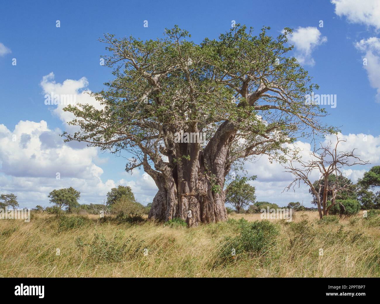 A Baobab tree (Adansonia digitata) in Kruger National Park, South ...