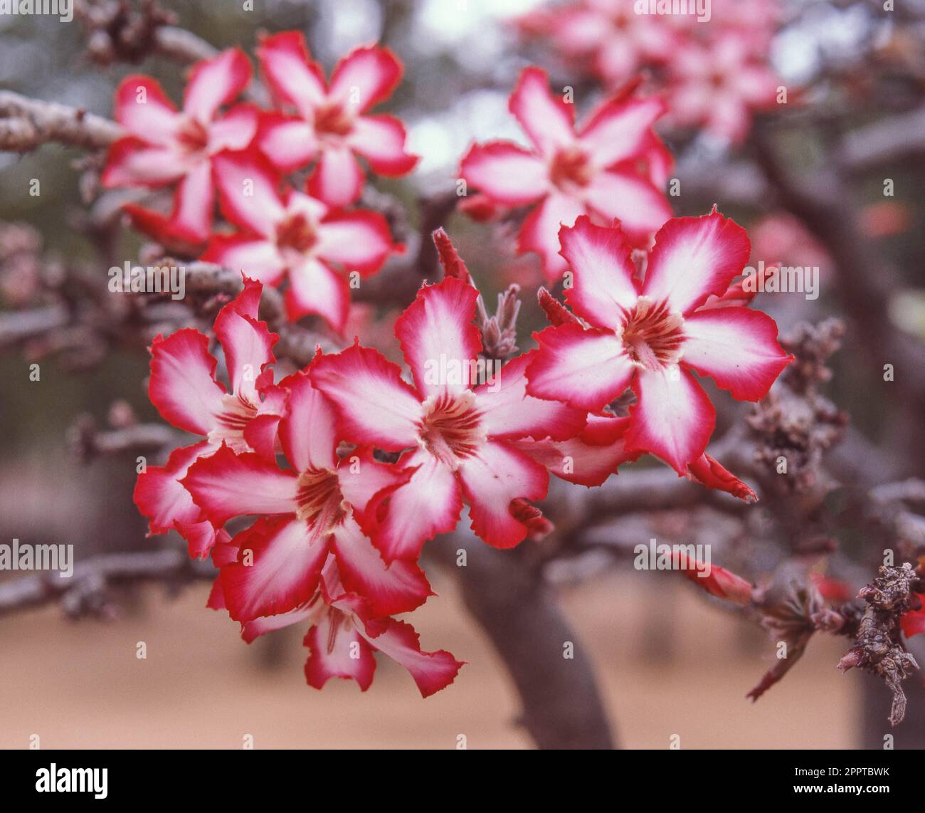 The Impala Lily (Adenium multiflorum) grows in northern South Africa and Swaziland, Mozambique and Zimbabwe, extending into Malawi and Zambia. Stock Photo