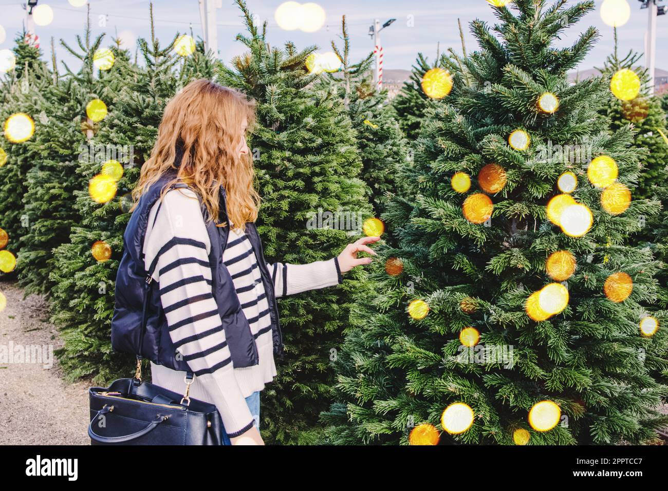 Choosing a christmas tree hi-res stock photography and images - Alamy