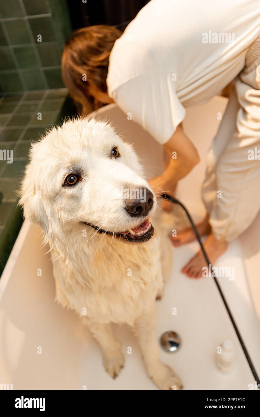 Dog takes a shower in bathtub Stock Photo Alamy