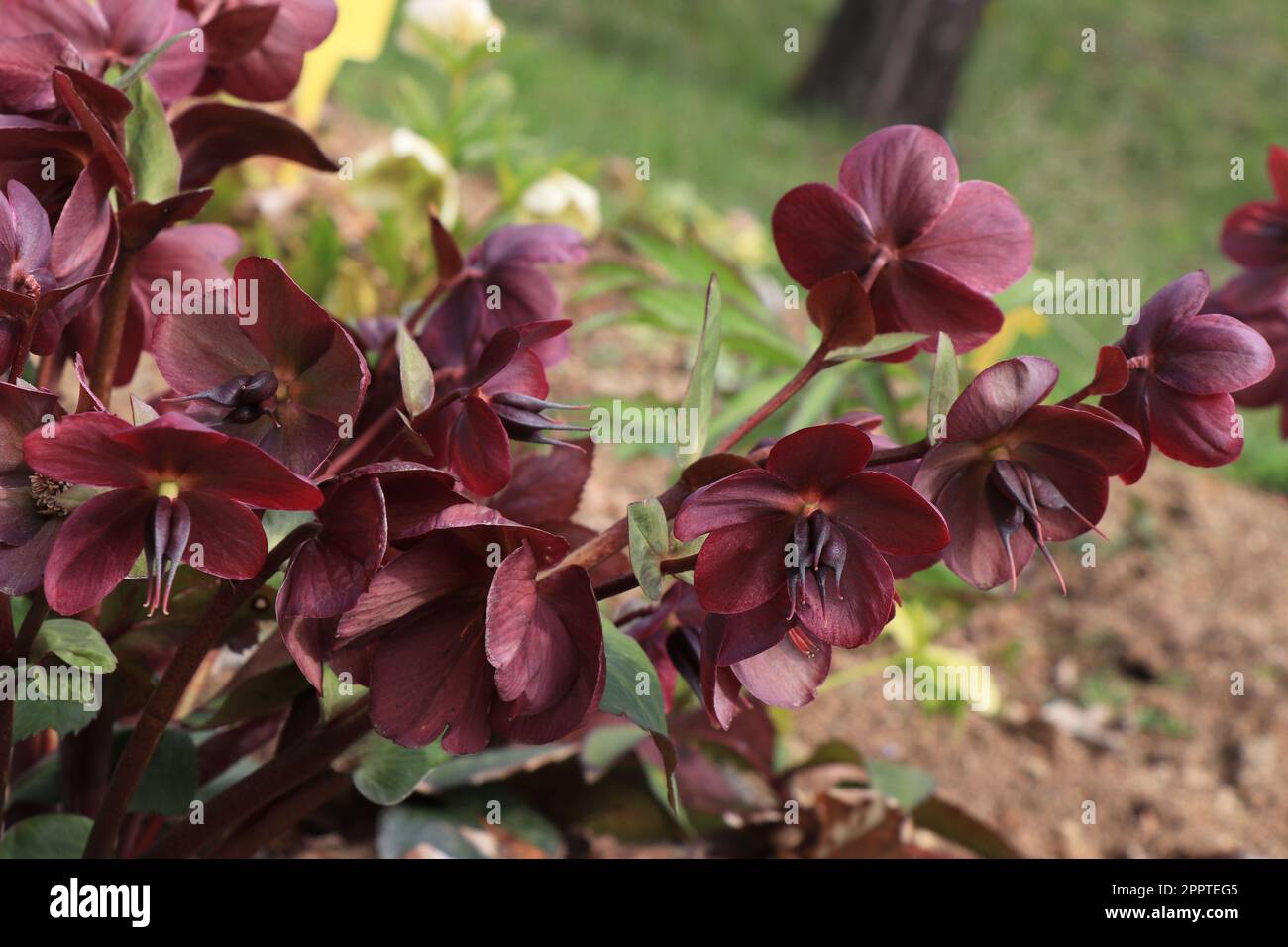 Blooming red flower Helleborus orientalis Montsegur Stock Photo
