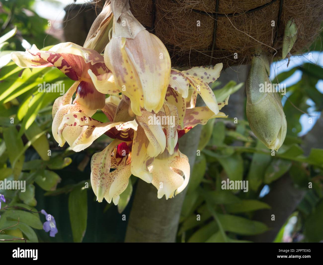 Upside-down Orchid flowers, Stanhopea orchids and buds hanging downwards from the bottom of the basket, close up Stock Photo