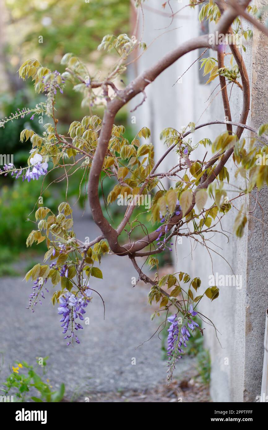 Spring blooming branch on hi-res stock photography and images - Alamy