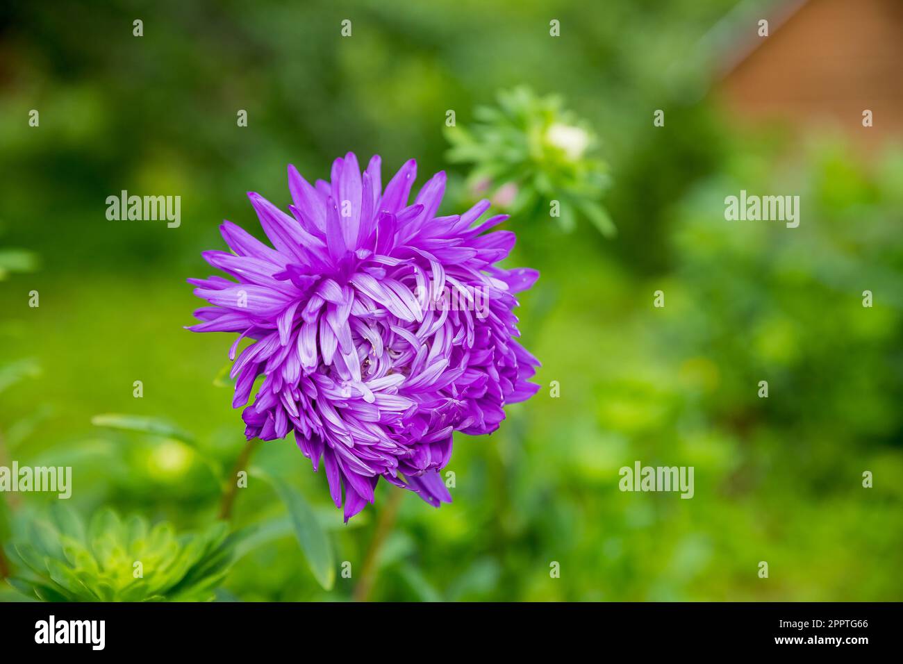 A purple aster bloomed in the garden. Purple flowers in autumn. In the garden there is a purple chrysanthemum.violet flower heads of China aster Stock Photo