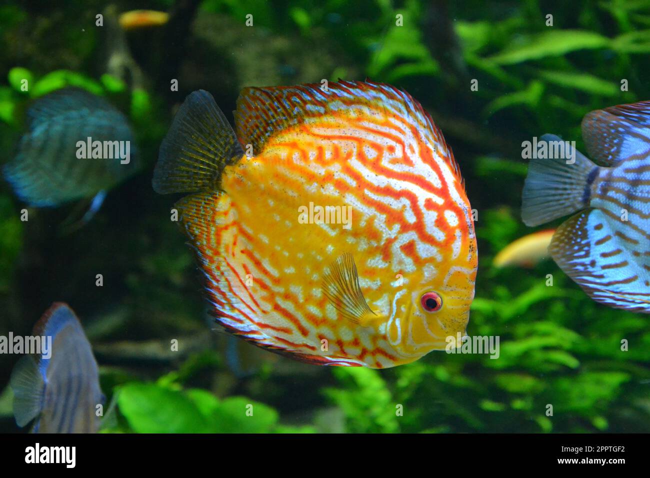 discus fish in aquarium, tropical fish. Symphysodon discus from Amazon river. Blue diamond, snakeskin Stock Photo