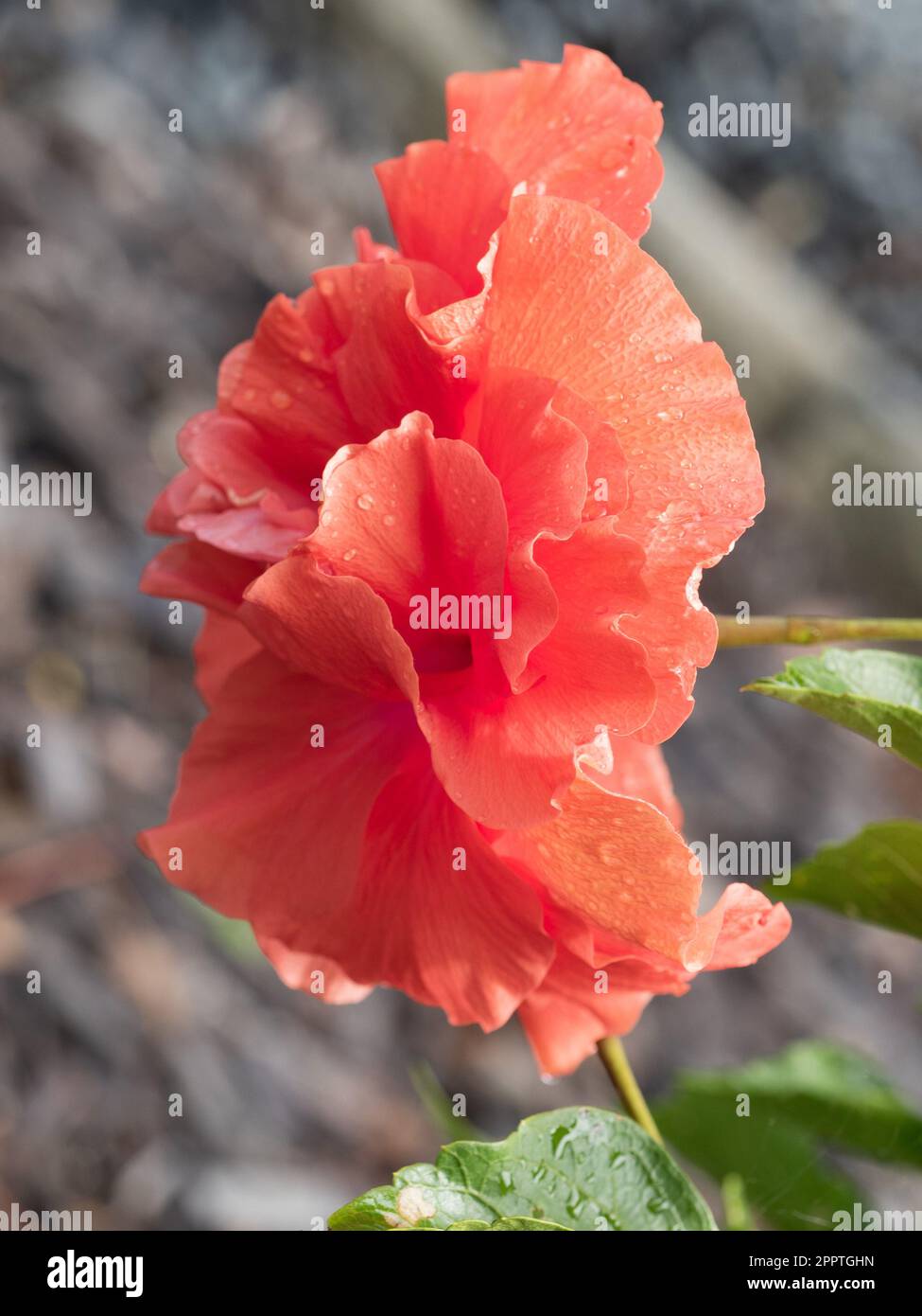 Orange apricot coloured Hibiscus Flower, Australian coastal garden