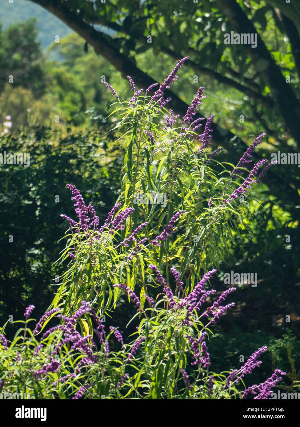 Salvia Mexican Sage bush, Salvia leucanth, in bloom in an Australian