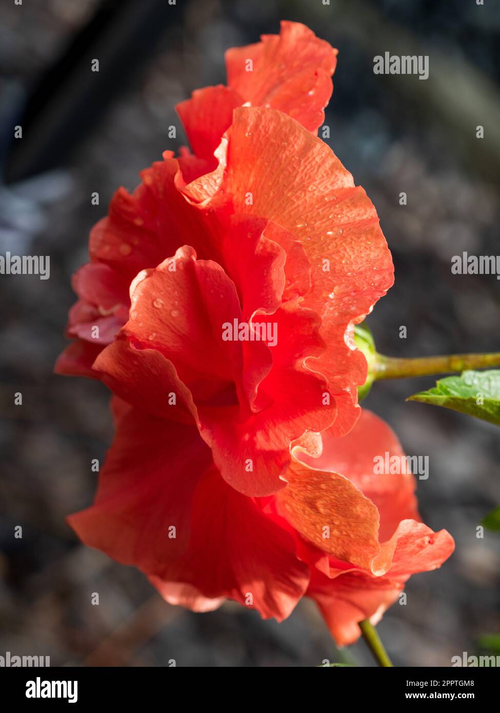 Orange apricot coloured Hibiscus Flower, Australian coastal garden