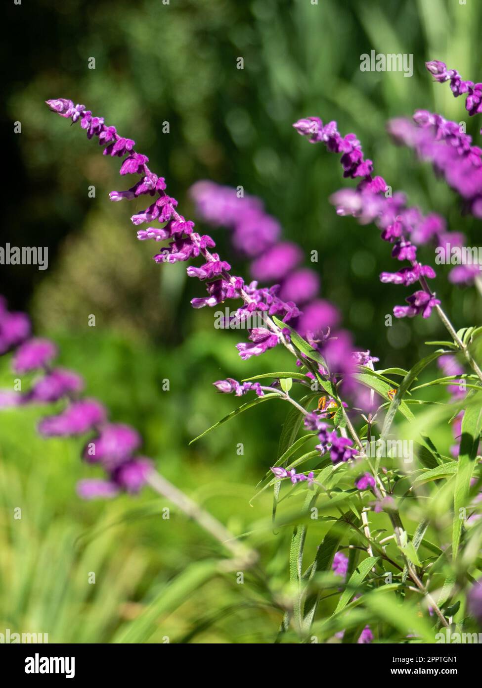 Salvia Mexican Sage bush, Salvia leucanth, in bloom in an Australian