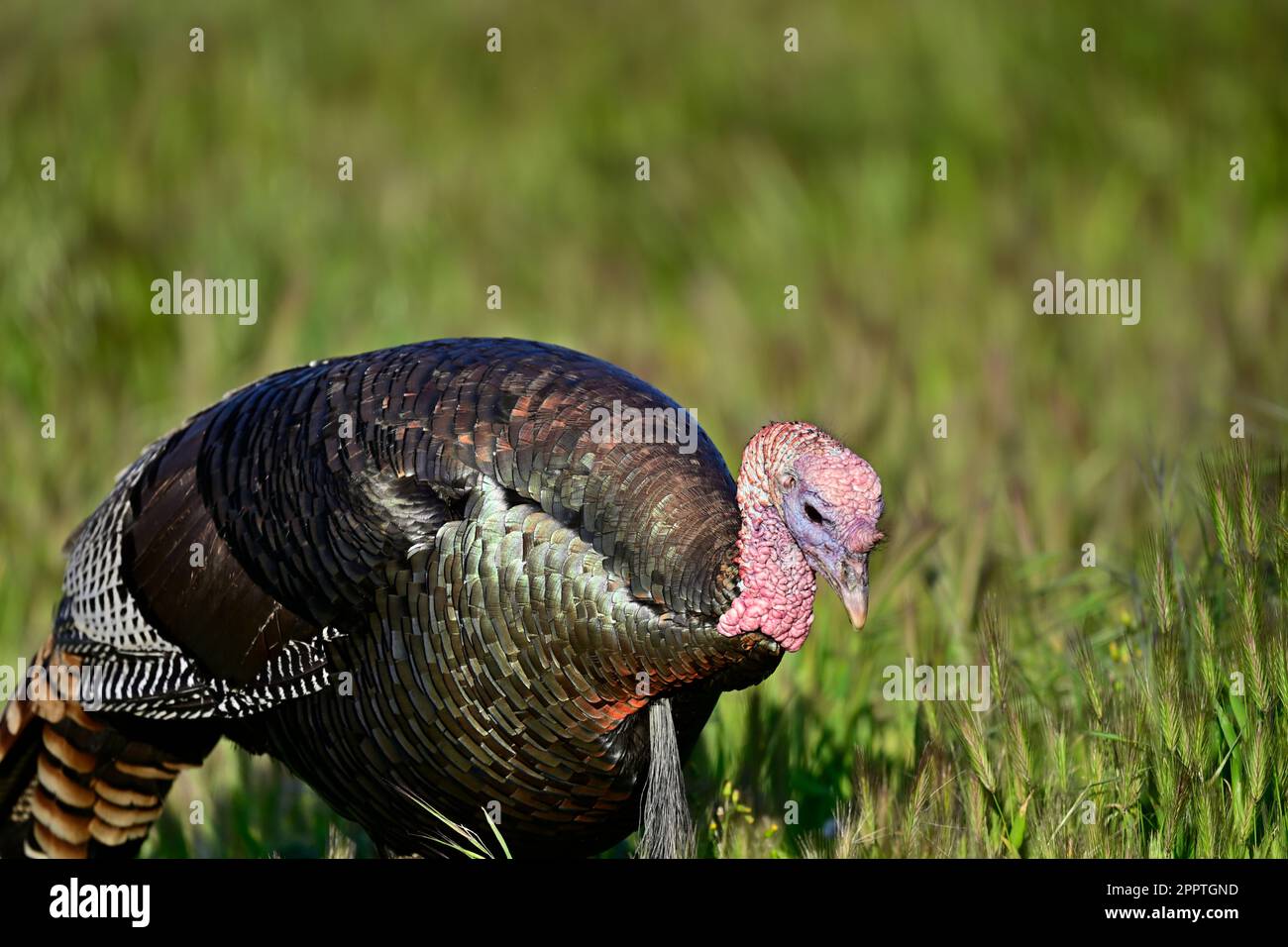 Wild Turkey Hen Portrait - Meleagris gallopavo Stock Photo
