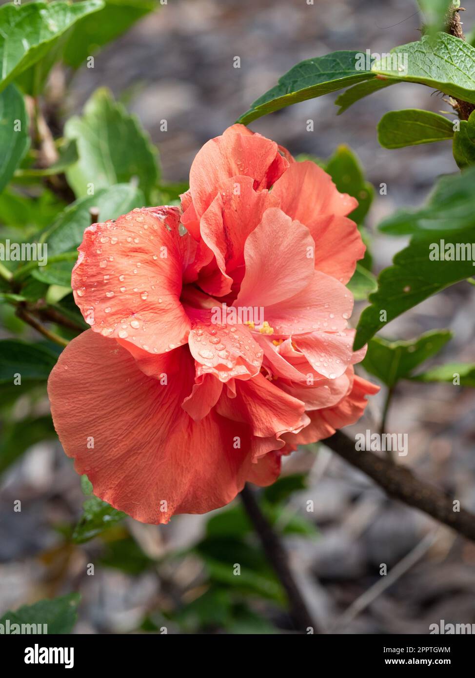 Orange apricot coloured Hibiscus Flower, Australian coastal garden ...