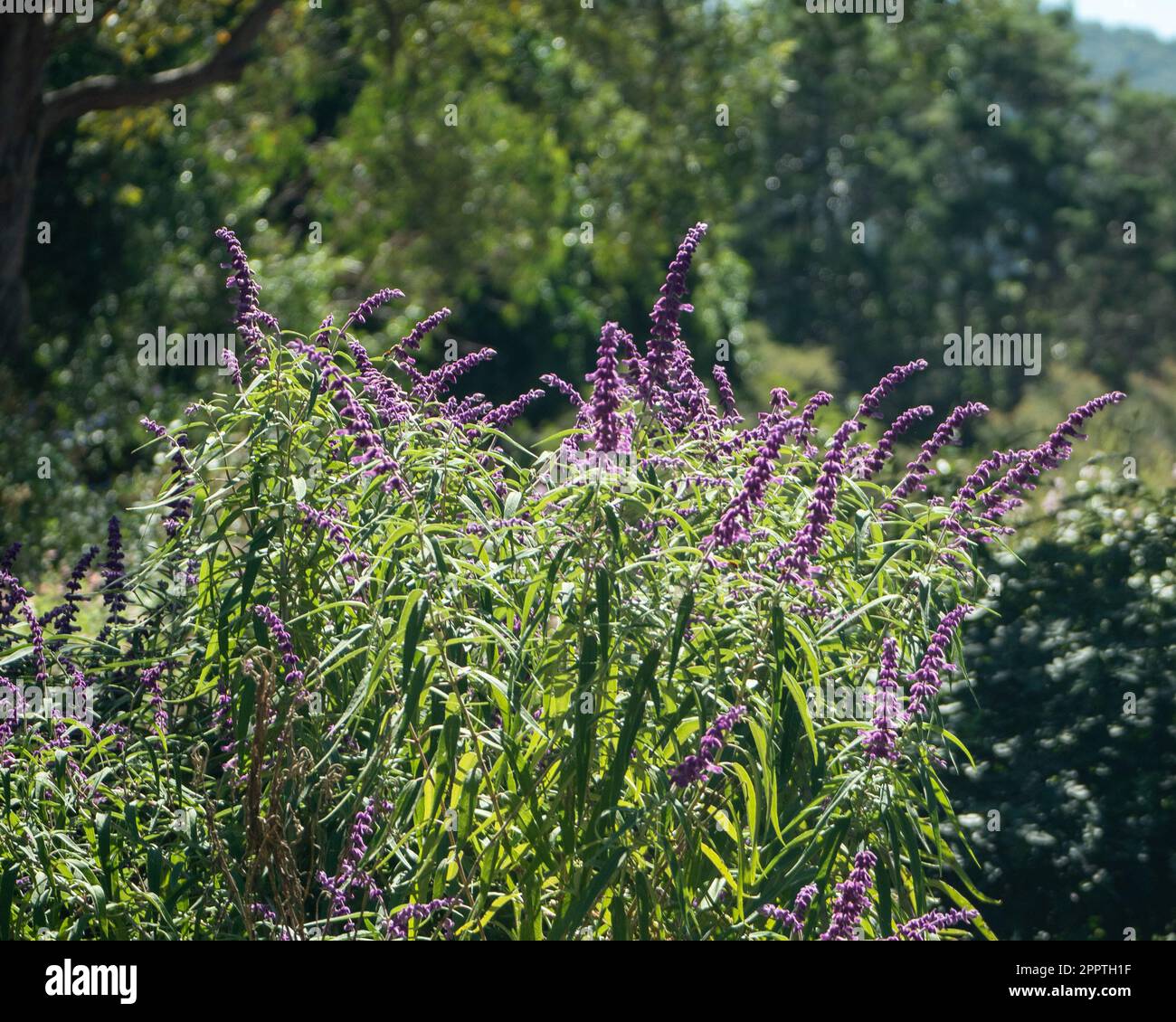 Salvia Mexican Sage bush, Salvia leucanth, in bloom in an Australian