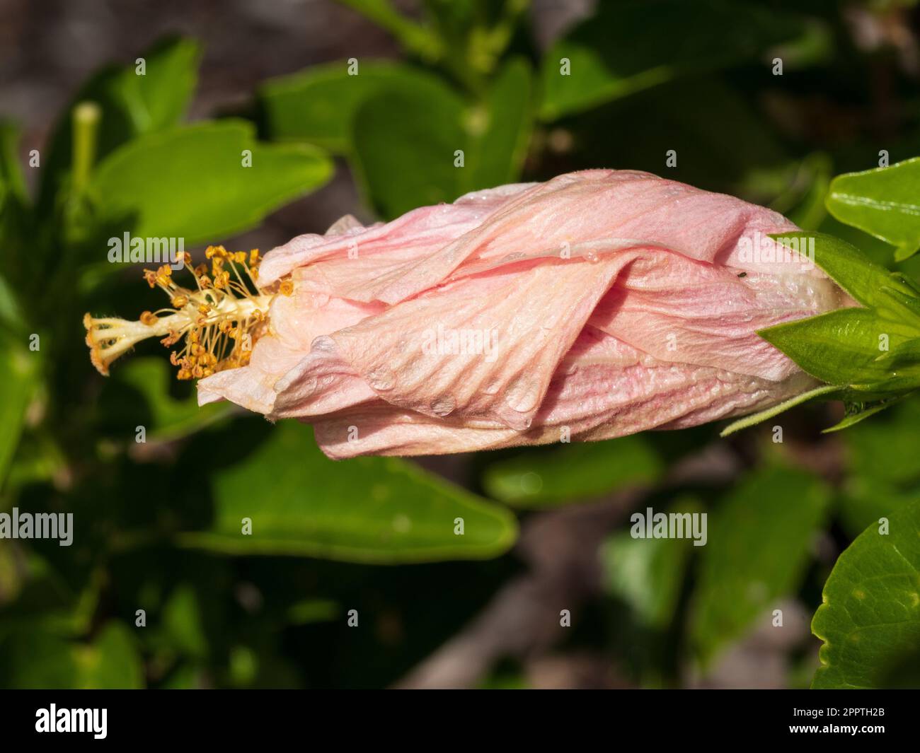 Pale orange hibiscus flower hi-res stock photography and images - Alamy