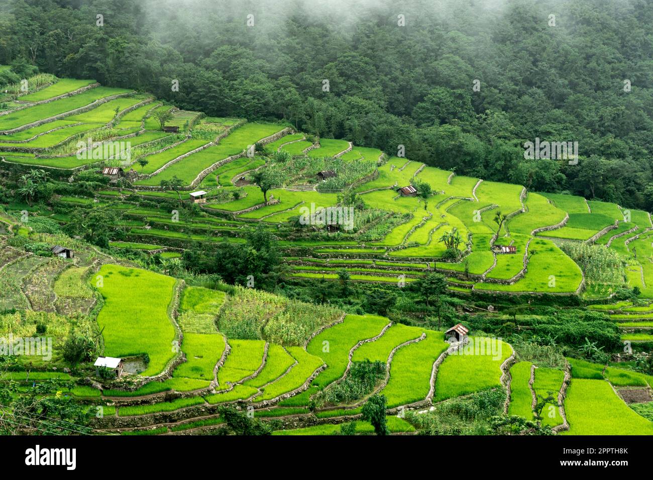 Terrace paddy fields, Khonoma Village, Nagaland, India. Khonoma, Asia’s